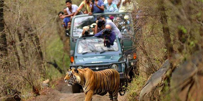 Kanha Tiger Tour Package